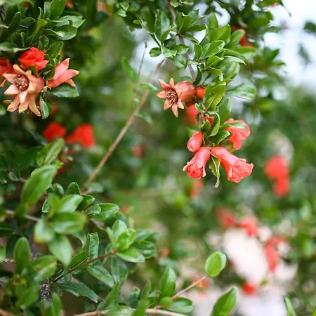 Oleopetra Βρωμονέρι