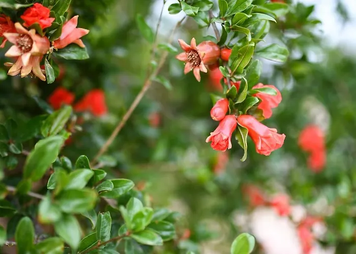 Oleopetra Vromonérion